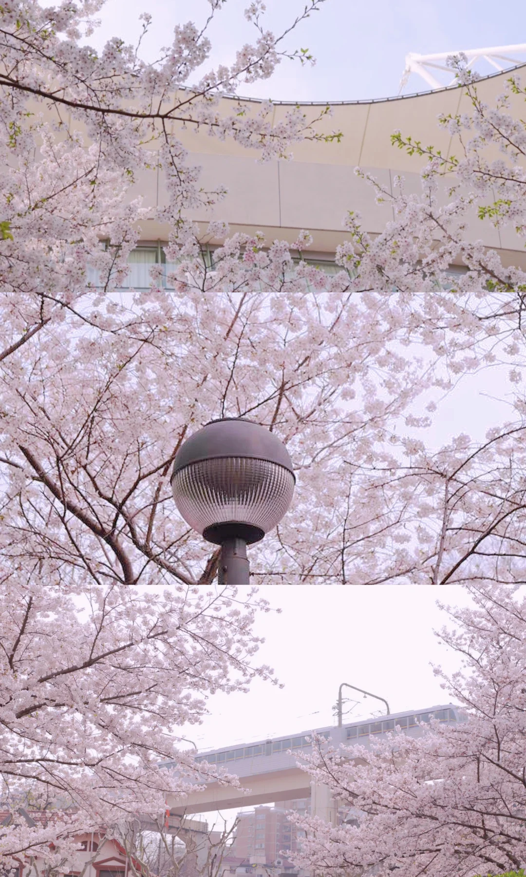 和春天bingo一下 | 4.2鲁迅公园樱花实拍🌸