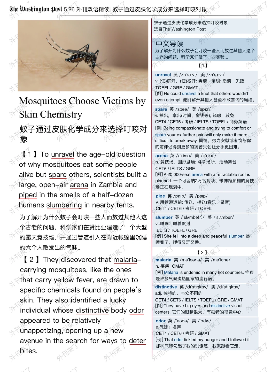 外刊精读116｜蚊子为什么盯着你不放❌