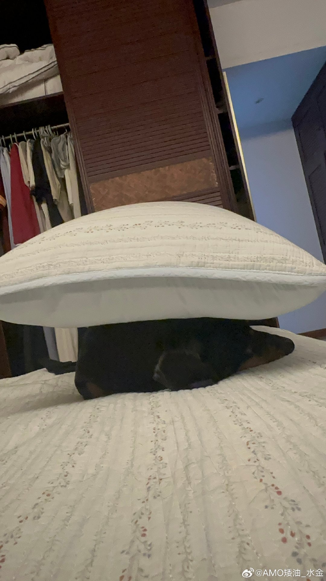 亚历山大小狗 ​