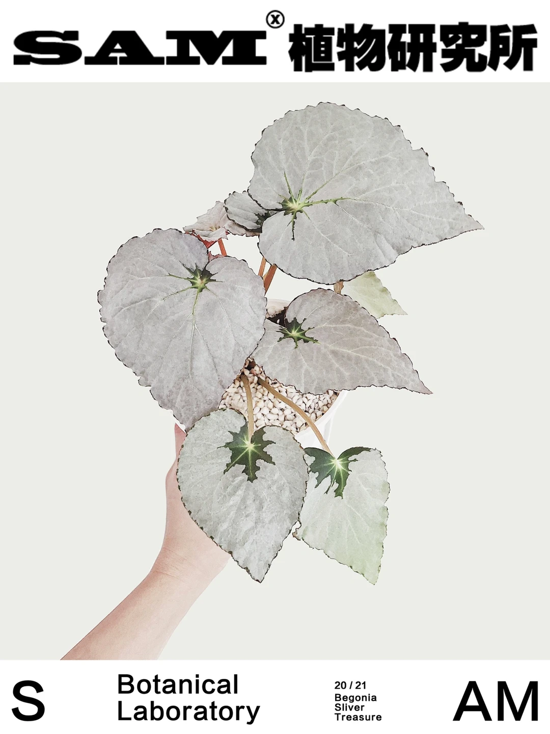 银色宝藏｜Begonia Sliver Treasure