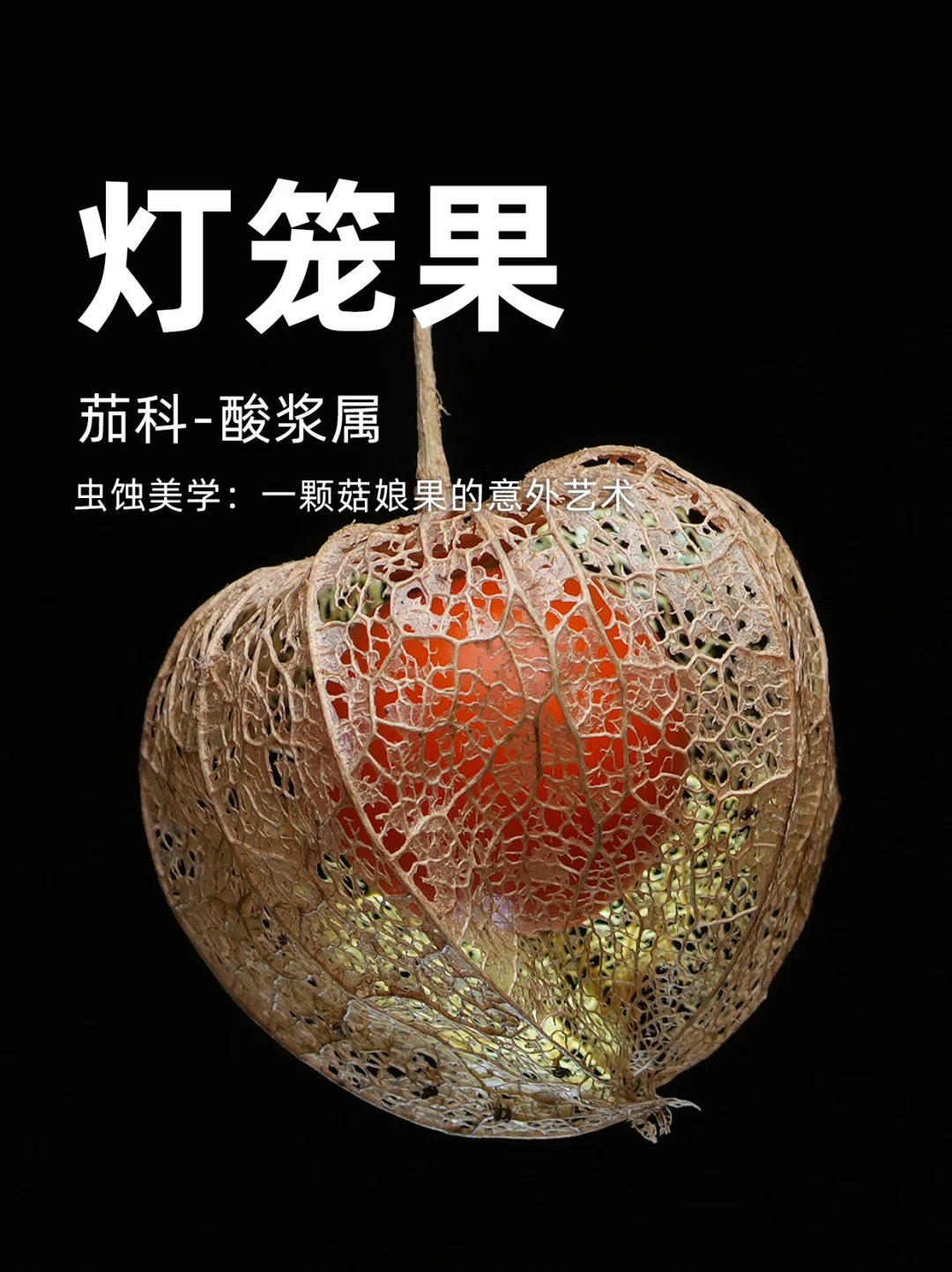 虫蚀美学：一颗菇娘果的意外艺术
