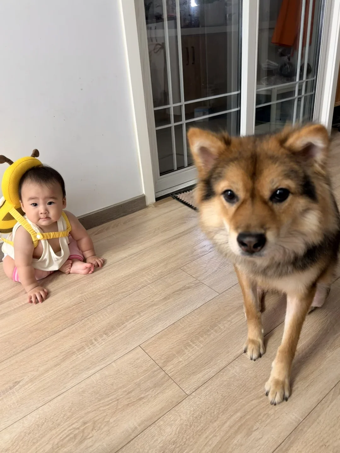 吾儿会爬幸有狗师🫰🏻