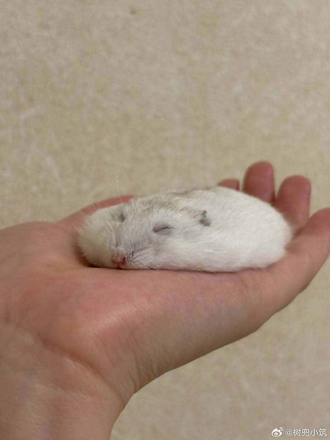 带去宠物医院…… ​