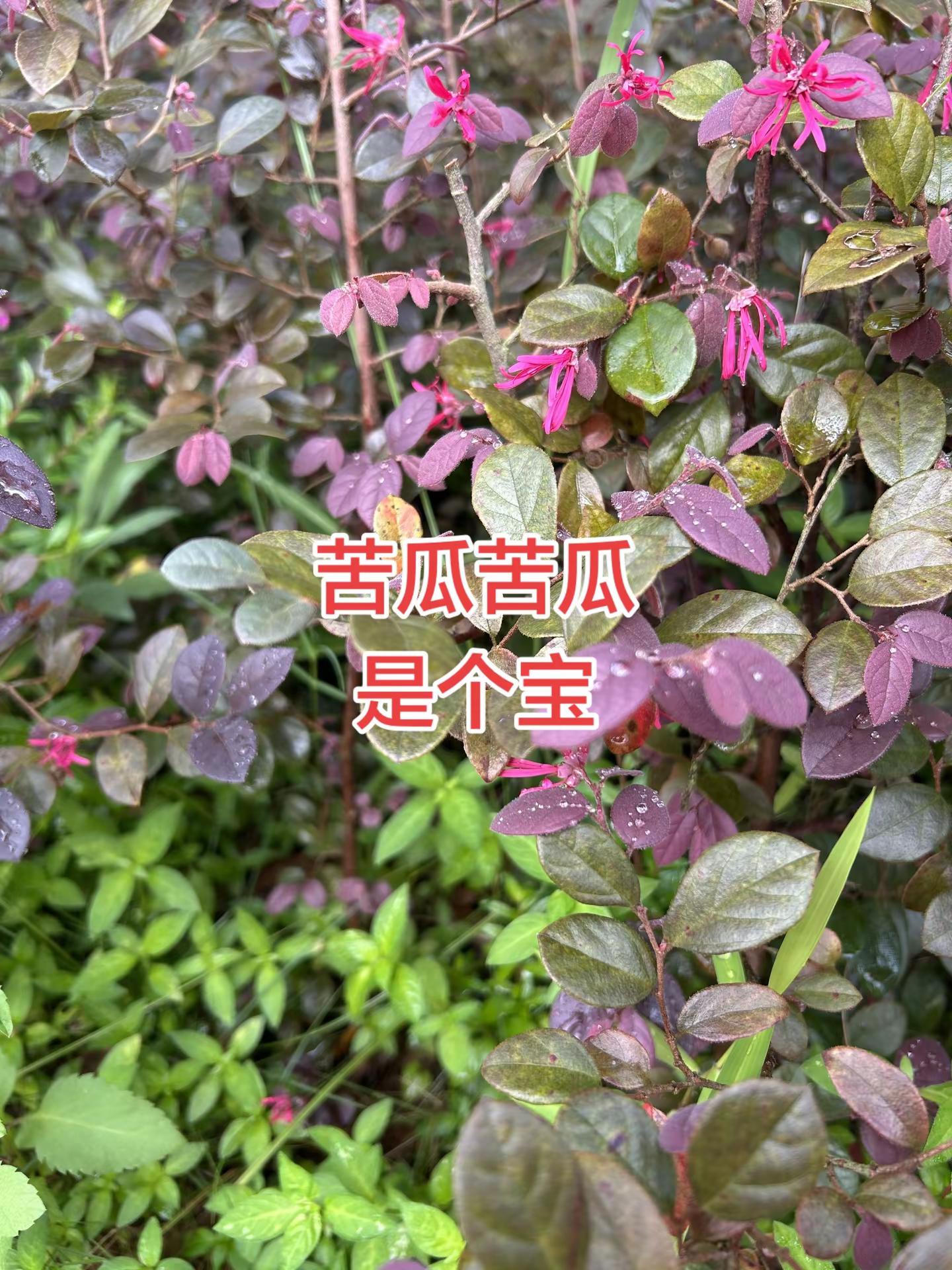 马刺还是太年轻了，关键失误&amp;绝杀不中，马刺主场再负尼克斯
