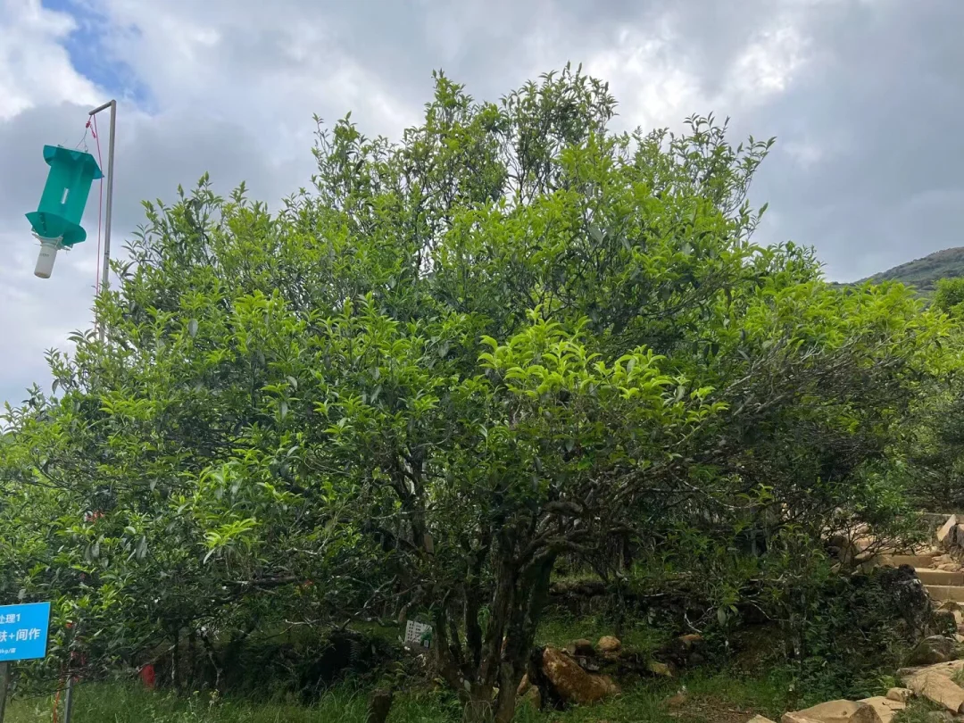 为什么大家都喜欢明前茶？