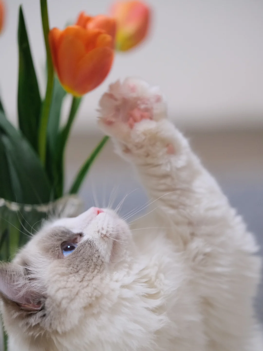 种的郁金香开花了～阿花与阿猫