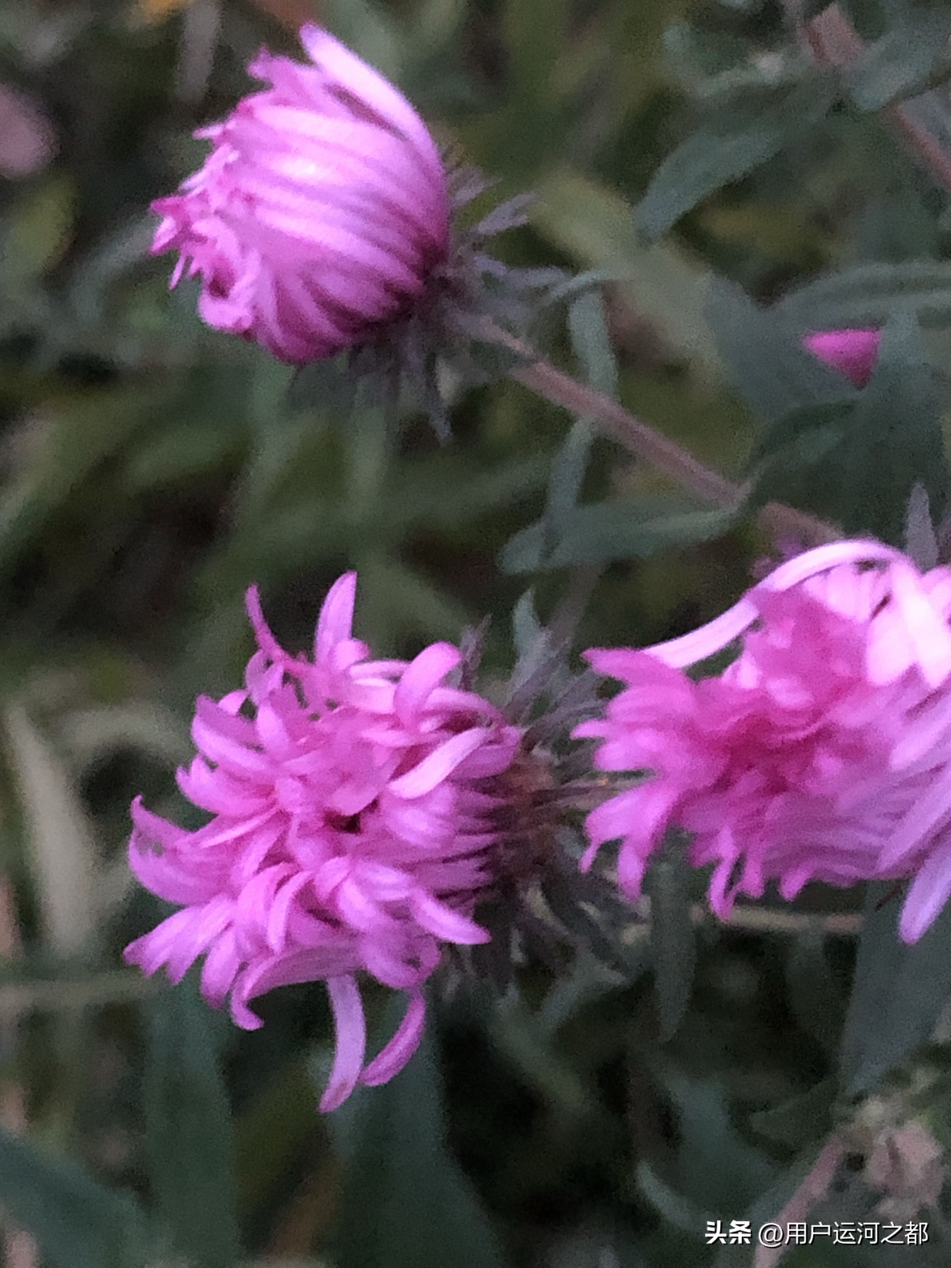 春花秋二春