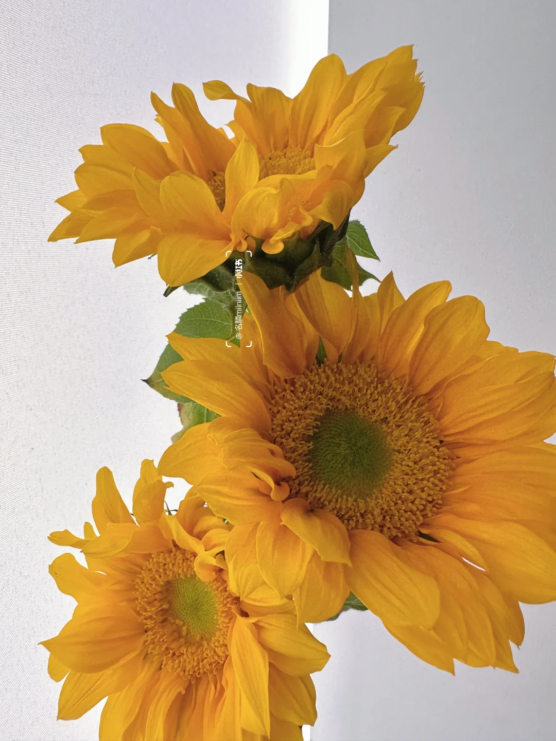 绿芯向日葵🌻｜如果说光明热烈的花，非它莫属