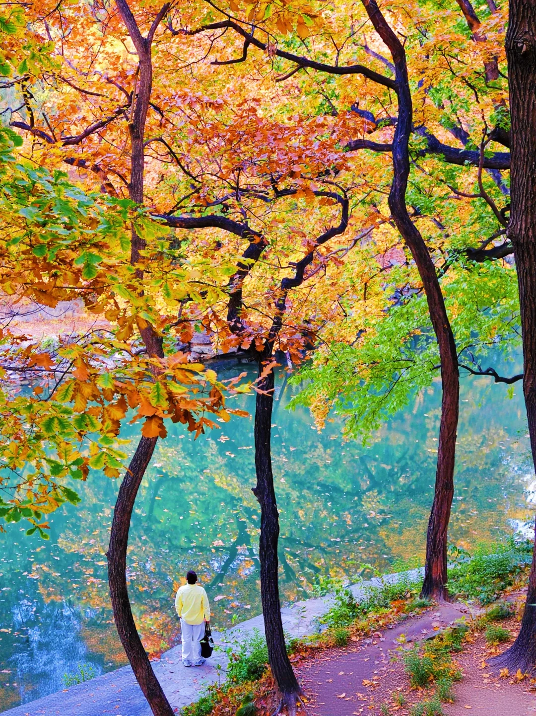 11.5实况❗️颐和园巅峰秋景🍁杀疯了….附攻略