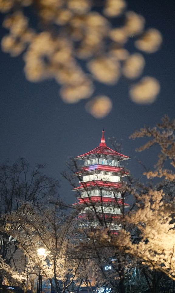 扬州春夜🌙在三湾拍到的夜樱