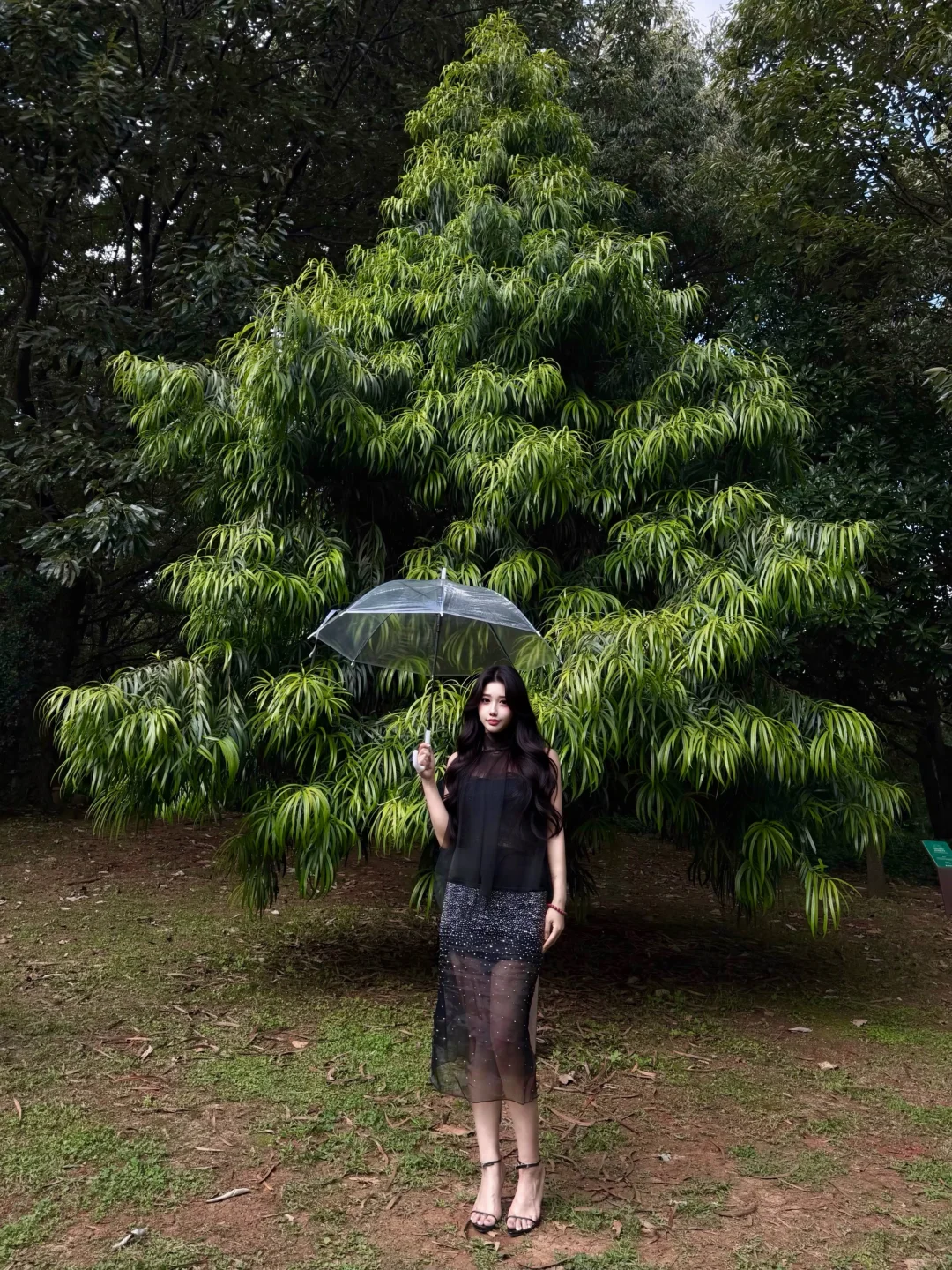 🌳