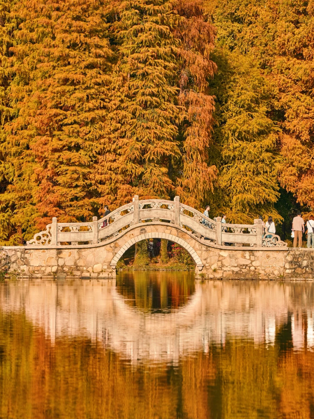 现实版的油画世界🌲广州冬日的落羽杉封神了