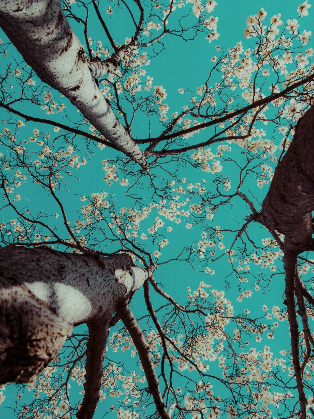 后来我逢人便说北京的春天有多美