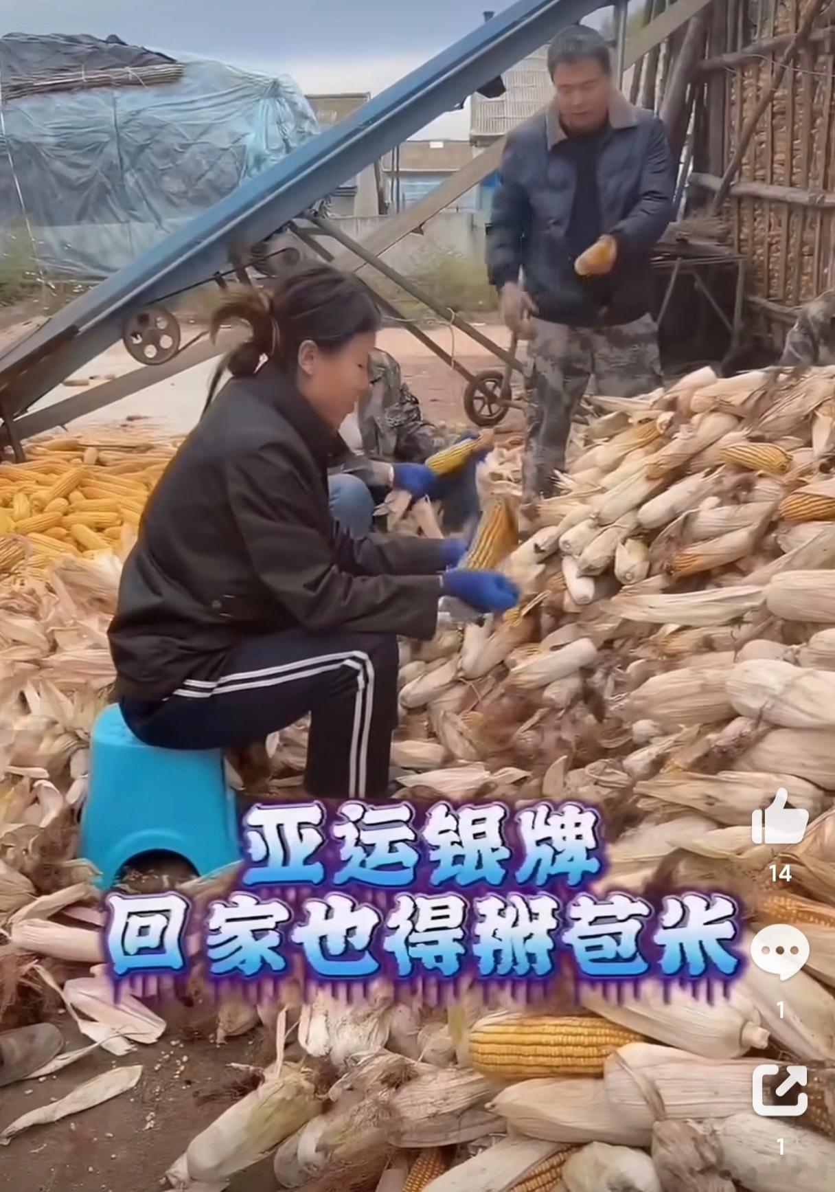 #亚运会夺奖牌回家也躲不过掰苞米#哈哈哈，不管你在外边干的再好，回家掰苞米，生火做饭，这些都得干。赛场上奋力拼搏拿下亚运会奖牌，回到家乡依旧逃不过下地掰苞米，这个画面真的又好笑又朴实。赛场是为国争光的竞技场，家里还有干不完的农活，没有高高在上的光环，卸下队服就是家里能干活的孩子。

 ​