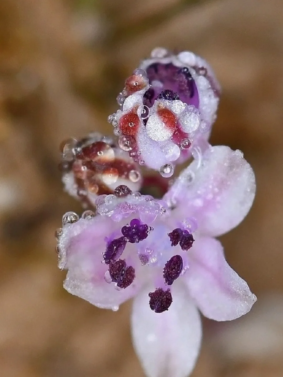 紫瑰花属，Prospero minimum，冬型球根！