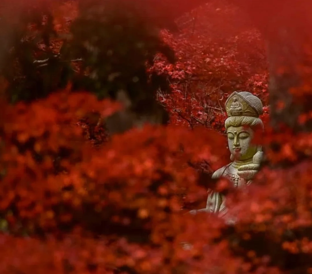 日兵库县｜她在丛中笑❤️～红叶观音🍁