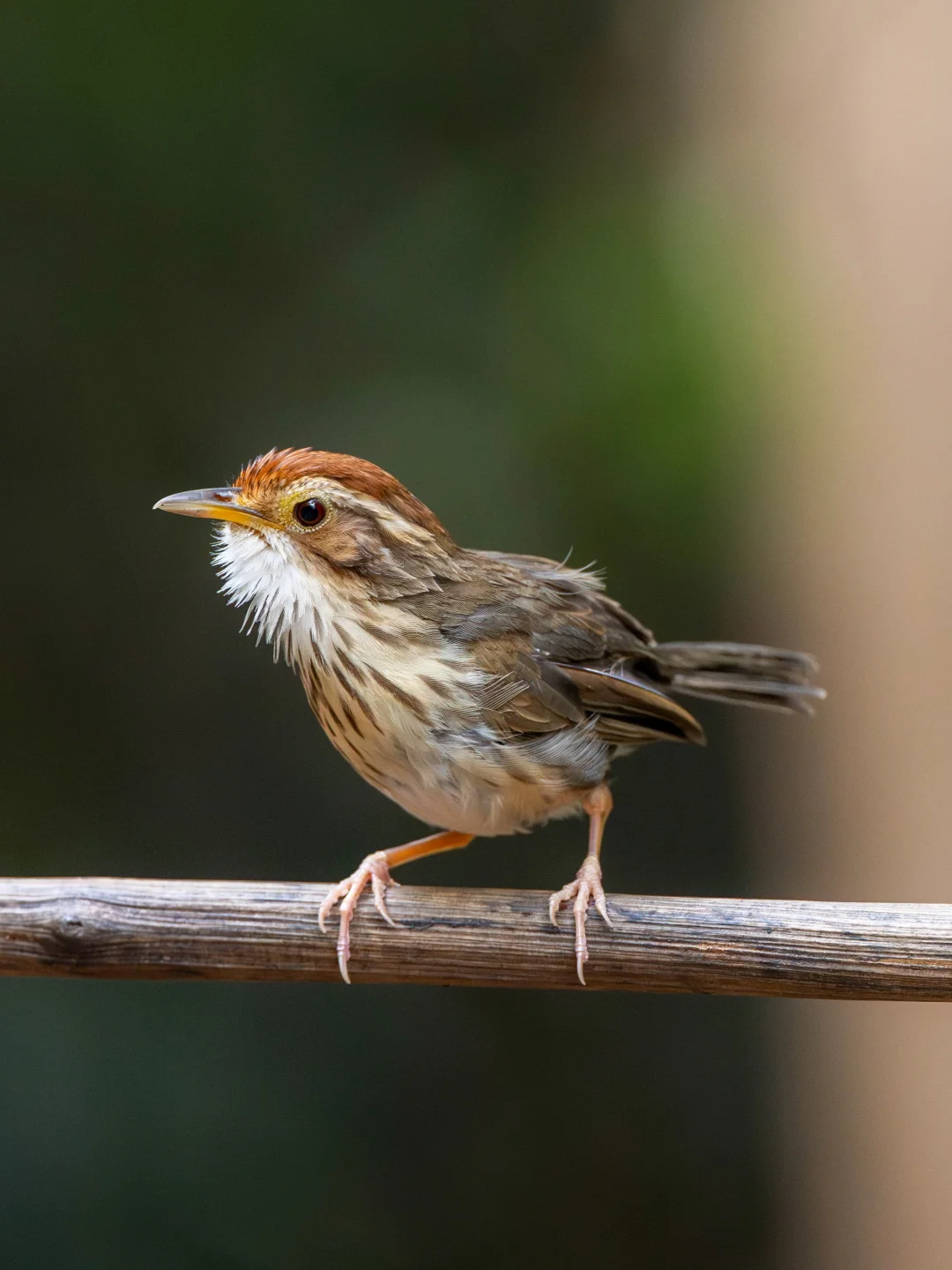 喉部白毛蓬松的棕头幽鹛