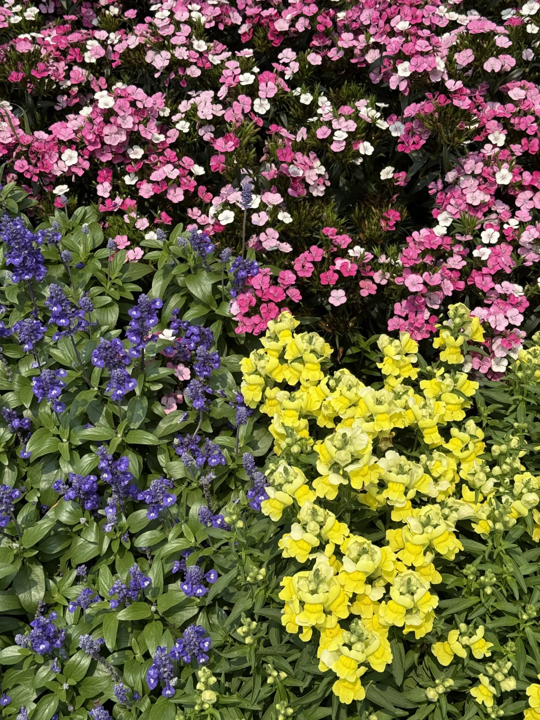 这个花也太美了吧！🌸
