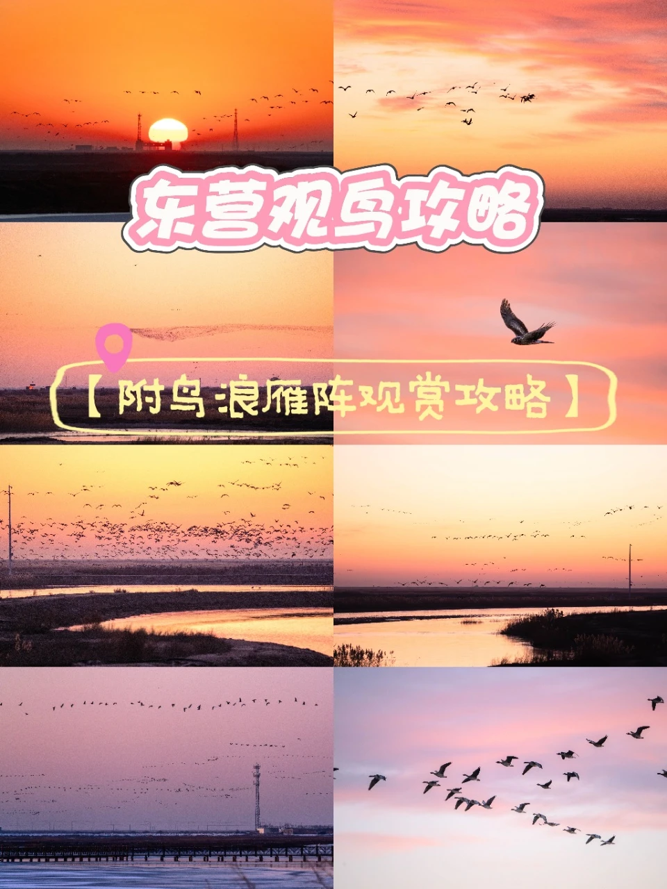 东营观鸟指南｜震撼鸟浪与大雁列队太治愈！