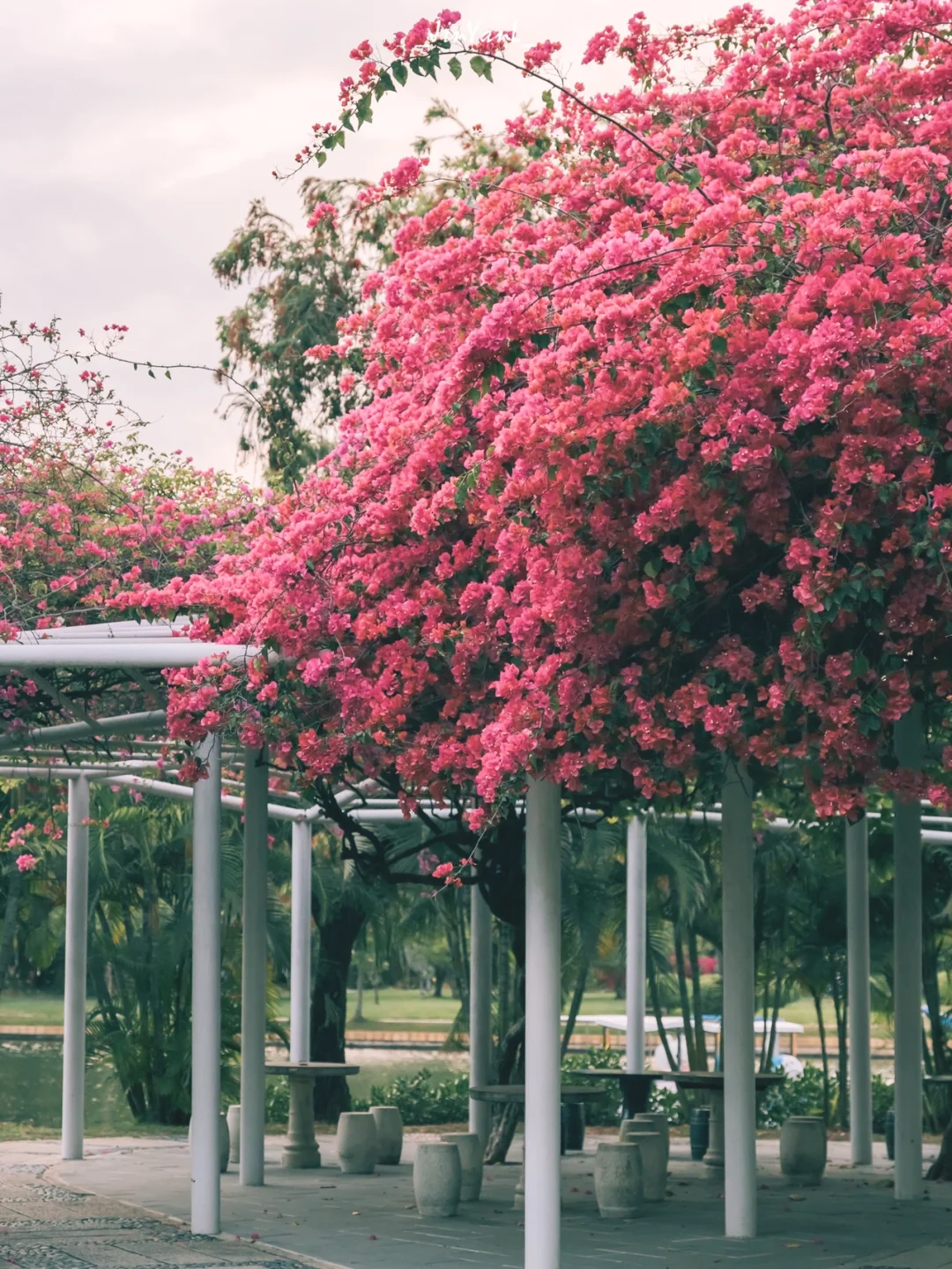 厦门南湖公园也有传说中的三角梅瀑布‼️超美