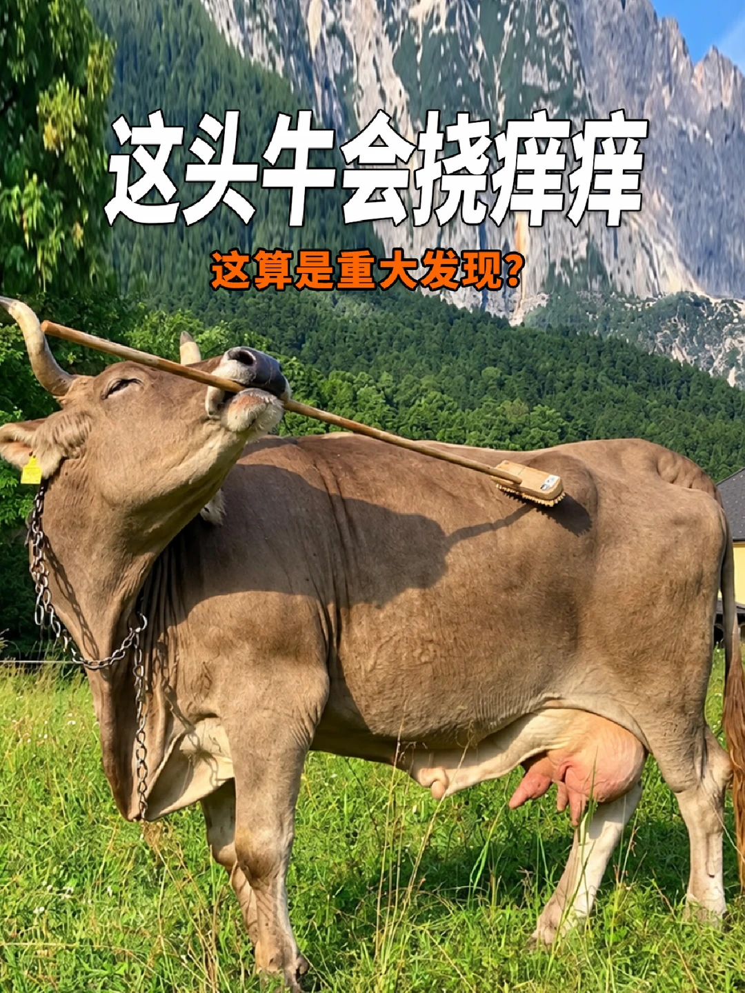 牛：只是挠痒痒……科学家：重大发现！