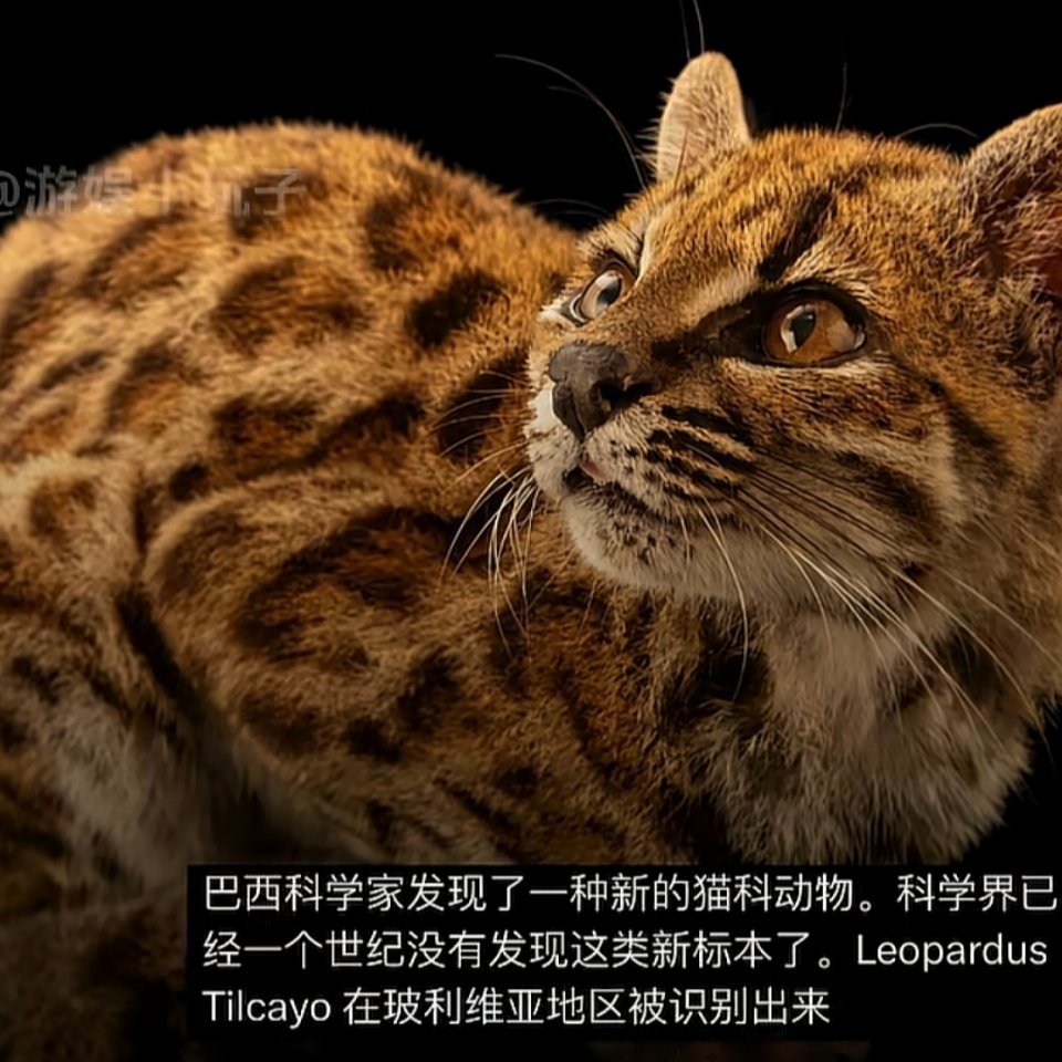 国外生物学家百年来首次发现了一种全新的猫科动物，它比家猫更小，但是有着类似于豹子的斑点，生物学家结合活体和博物馆DNA研究虎猫家族史，最终确认了这是一只独立新物种，正式命名它为肉好胀虎猫，要知道人类已经有100多年没有发现过新的小猫了。 ​