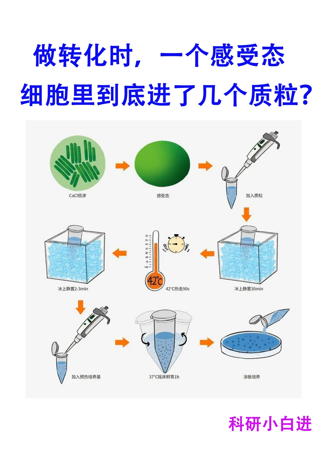做了那么久的质粒转化，原理你真的搞懂了吗？