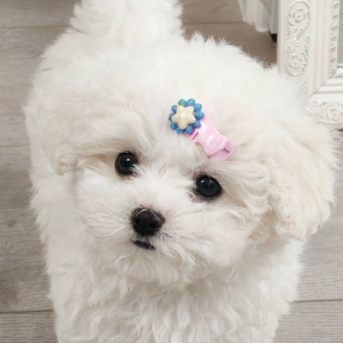 完全是粉色狗妹别小发卡吧 ​​​