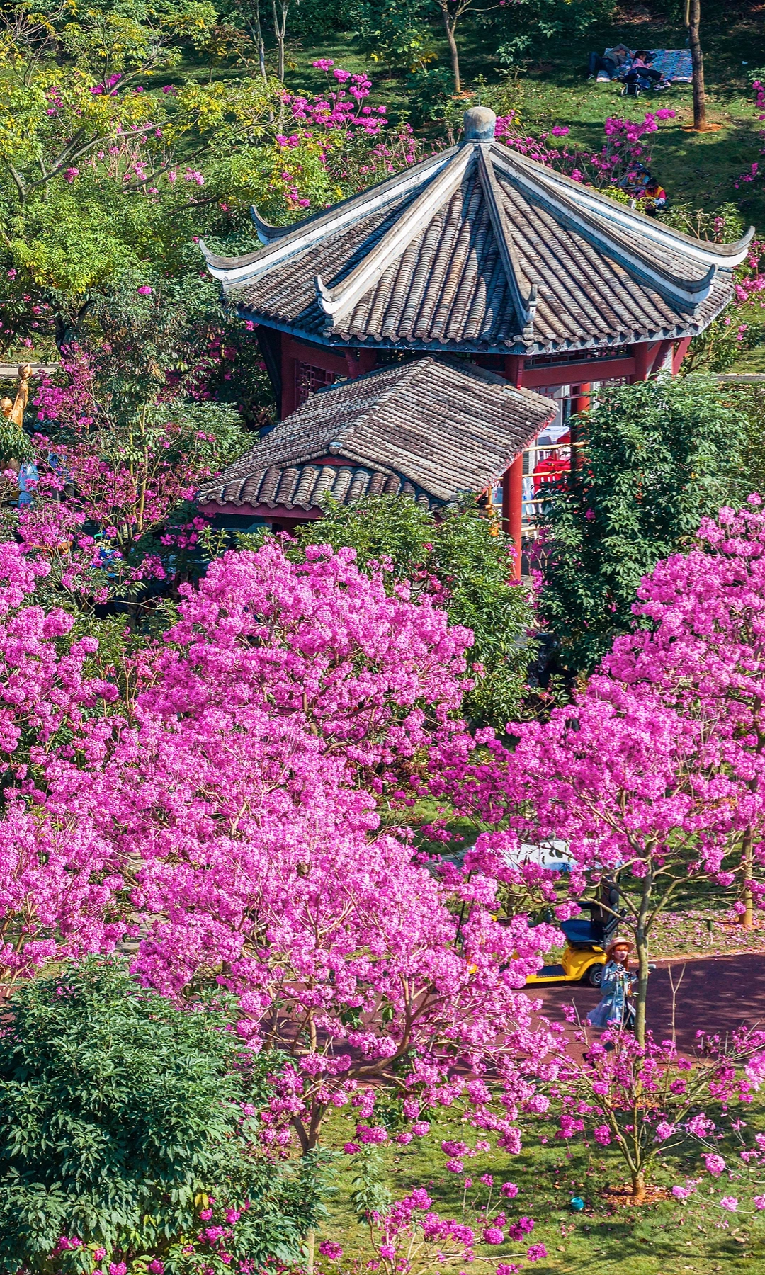 人少速来！全屏打开南宁粉色的冬天有多绝