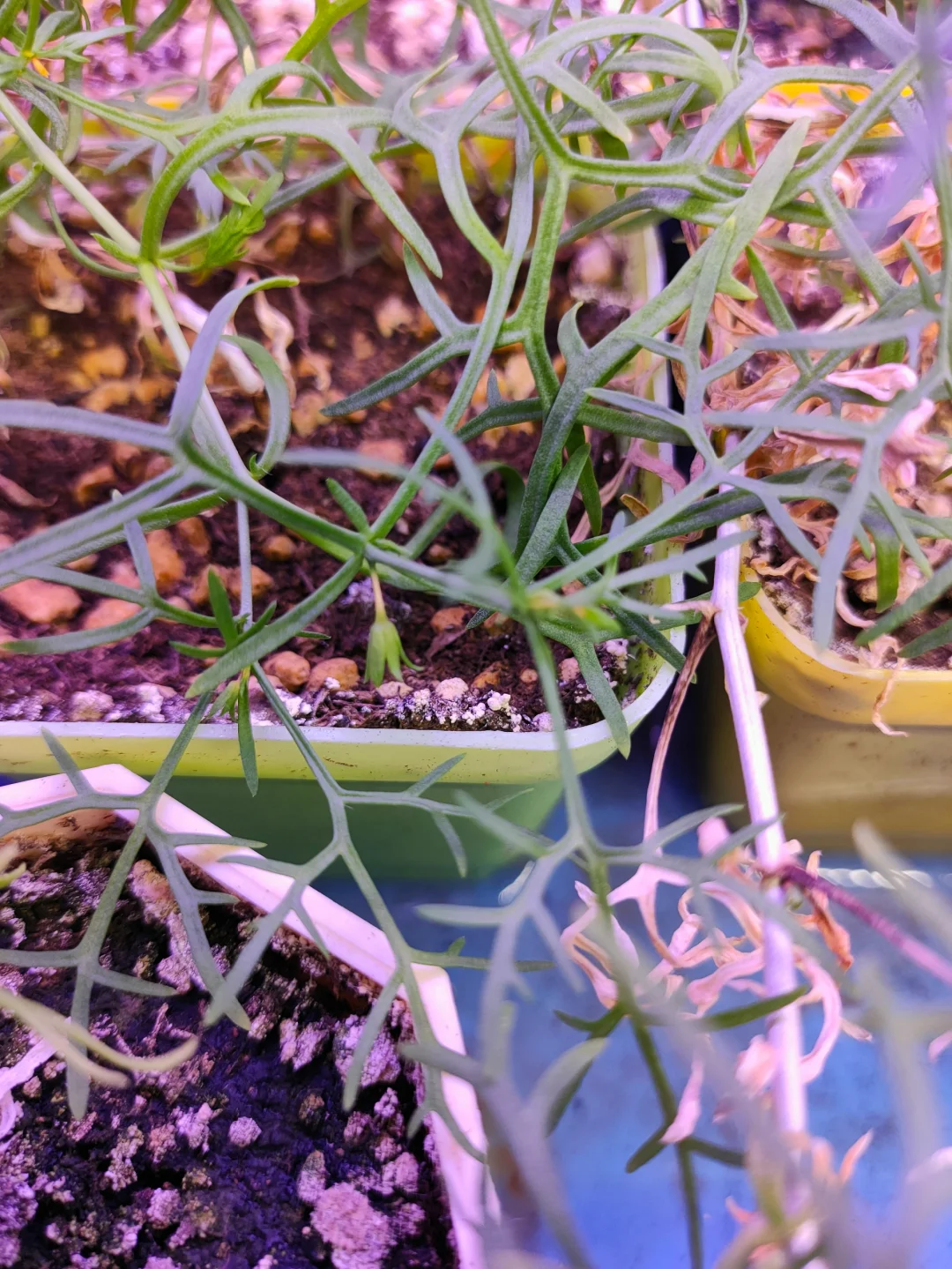 海茴香小浆果来花啦！国内首花哦