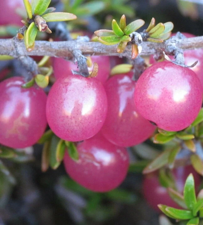 稀有浆果～红色系石莓Coprosma cheesemanii