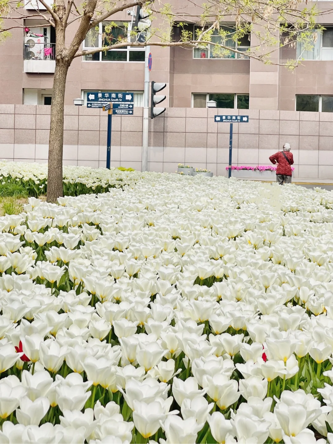北京拍照｜光华路soho的郁金香美炸了🌷