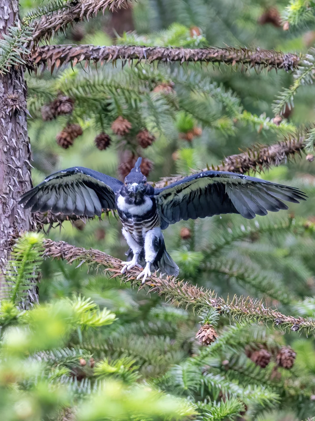 跃跃欲试学习飞行的黑冠鹃隼宝宝