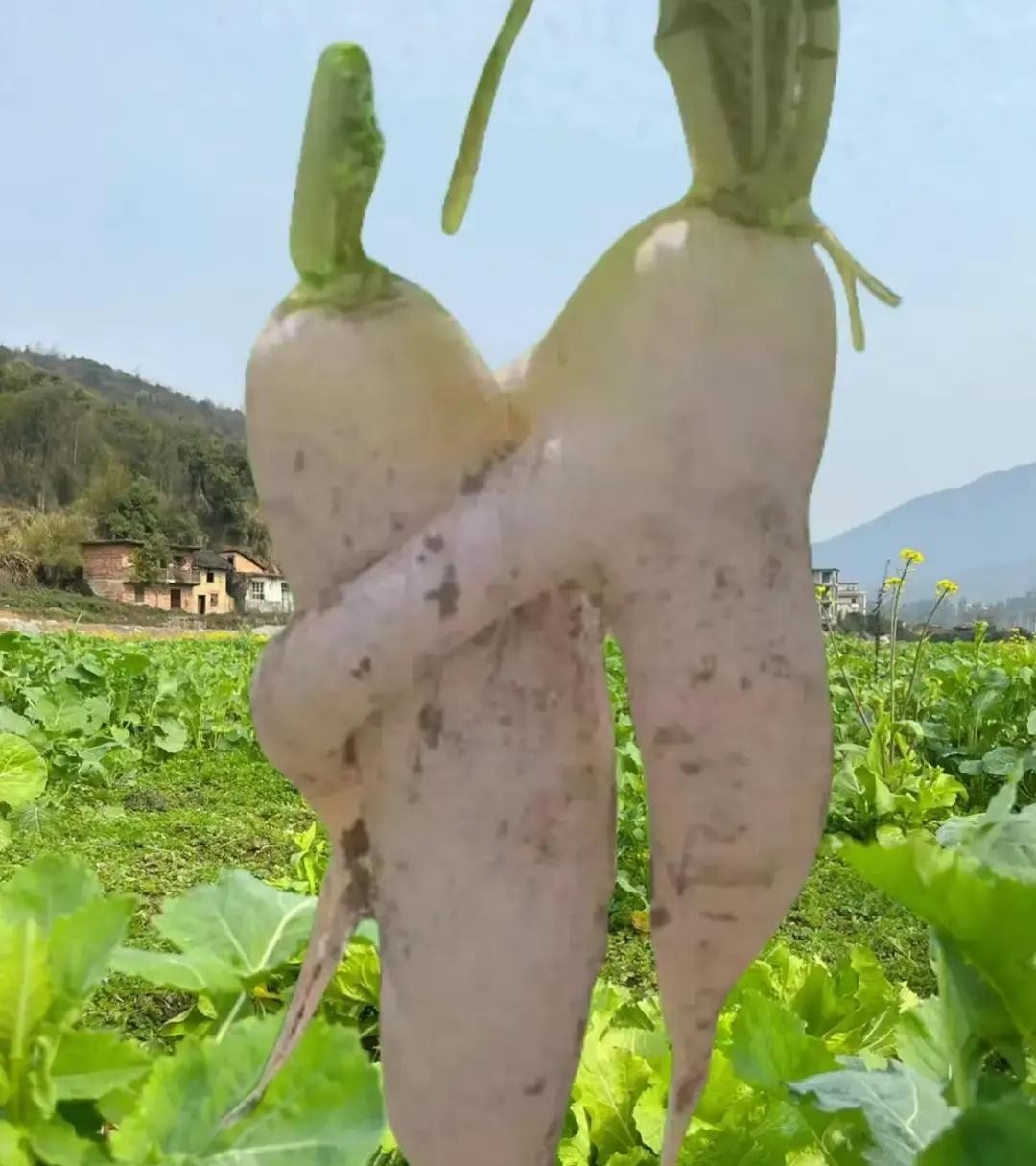 刷到个老段子又笑出声。 傻儿子洞房夜抱着尿盆拿脑门哐哐撞，说爹吩咐要...