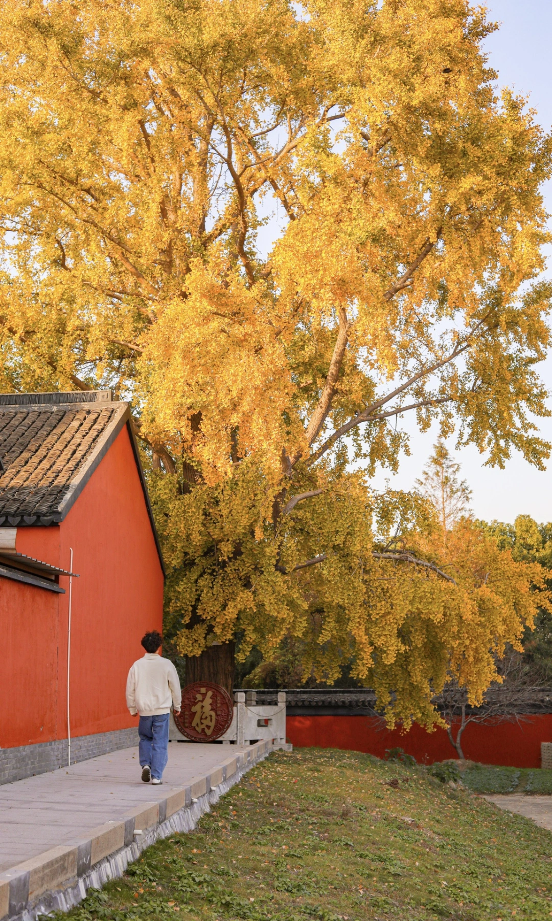 11.26实况，苏州两个无人之地的银杏杀疯了