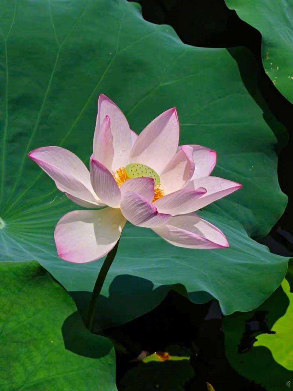 中秋节来了，不少人喜欢吃五仁月饼。
在五仁月饼的这四种常见配料中，花生、核桃和杏仁都是需要重点关注的常见过敏原，而瓜子（通常指葵花籽或西瓜籽）作为种子类，过敏风险相对较低。#微博科学抗敏行动#

花生是全球范围内最重要的食物过敏原之一，在西方人群的研究中，花生与坚果成分合计占所有食物过敏反应的90%以上。
核桃是导致树坚果过敏最常见的种类之一。有研究显示，核桃过敏的总体人群发生率约为0.7%。
杏仁同样是树坚果过敏中最常涉及的种类之一，可能引发包括过敏性休克在内的严重反应。

瓜子（如葵花籽、西瓜籽）在分类上属于“种子”，而非树坚果。权威过敏机构指出，对树坚果过敏的个体通常可以耐受芝麻、葵花籽和南瓜籽等种子类食物。因此，在五仁月饼的这几种配料中，瓜子的过敏风险相对最低。

为过敏体质的孩子挑选或食用五仁月饼时，花生、核桃和杏仁是需要严格规避的主要风险点。
如果孩子仅对花生过敏，理论上仍可能耐受核桃和杏仁，但最终能否食用，必须由过敏专科医生根据具体检测结果和病史来评估决定，切勿自行尝试。