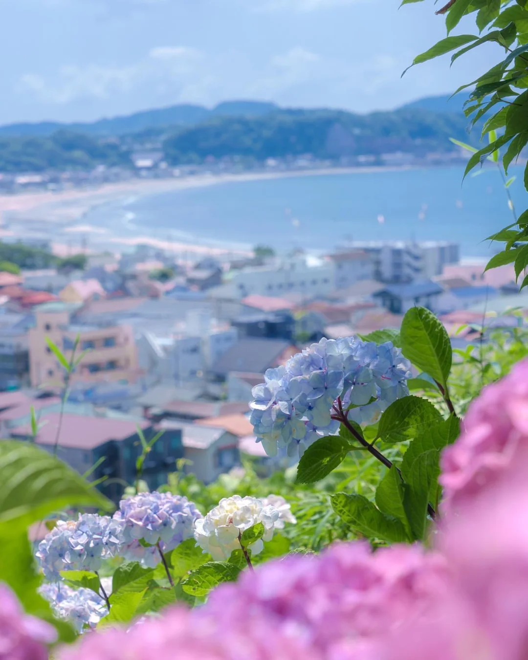 日本神奈川|乱花渐欲迷人眼的紫阳花季