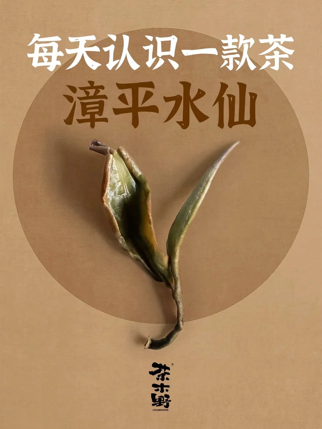 知识分享丨一分钟了解漳平水仙