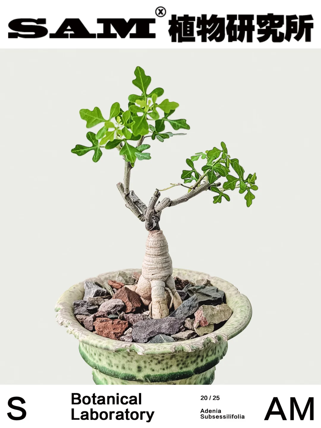 小叶西番莲｜Adenia Subsessilifolia