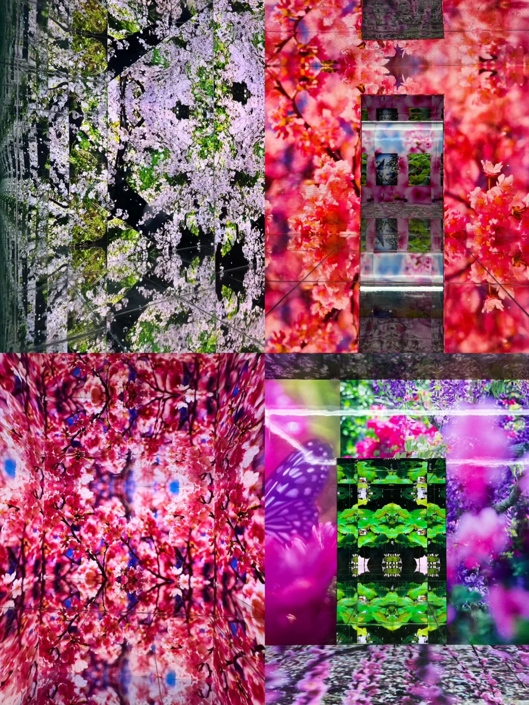 偶遇春日蕞美花展‼️蜷川实花🌸💕🌷