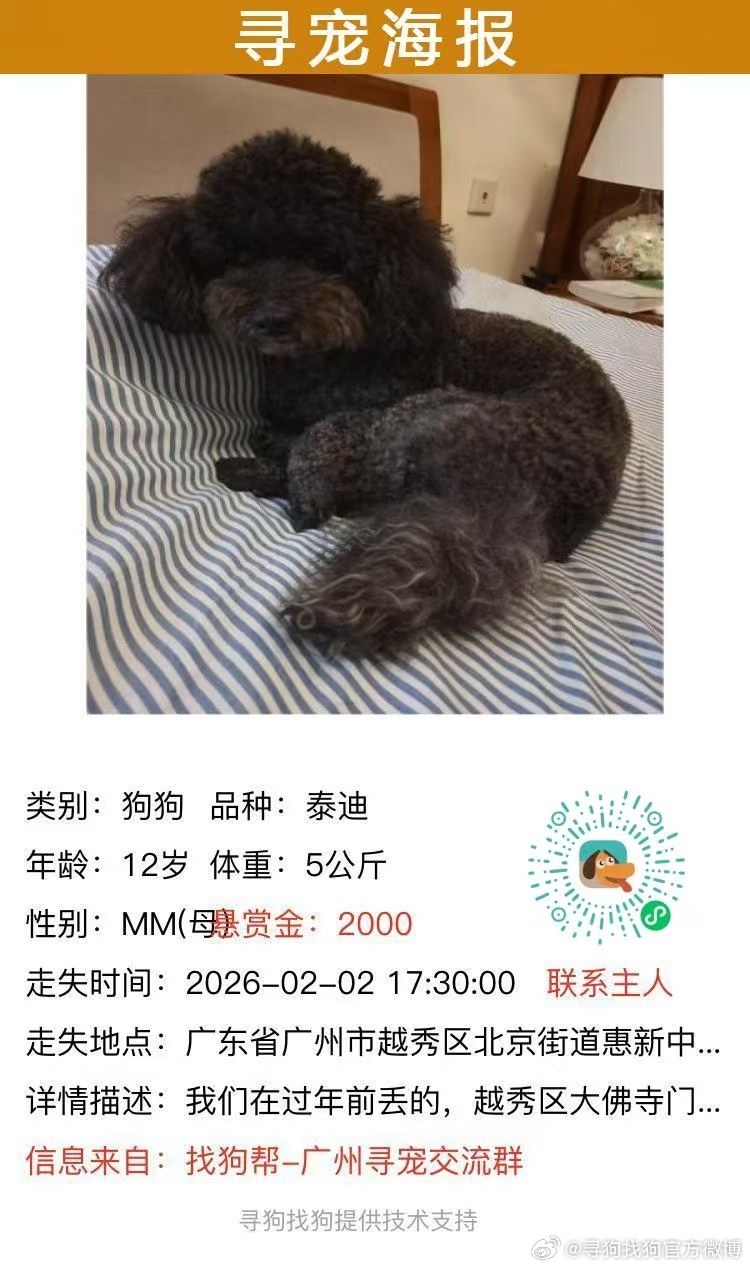 广州寻狗 越秀区2000元寻找泰迪犬 宠物名字 ：球球宠物品种 ：泰迪...