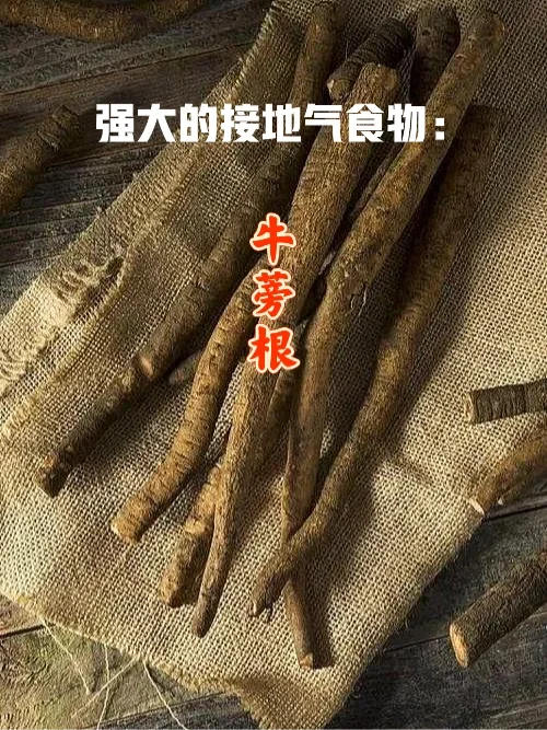宇宙疗愈食物之：牛蒡根