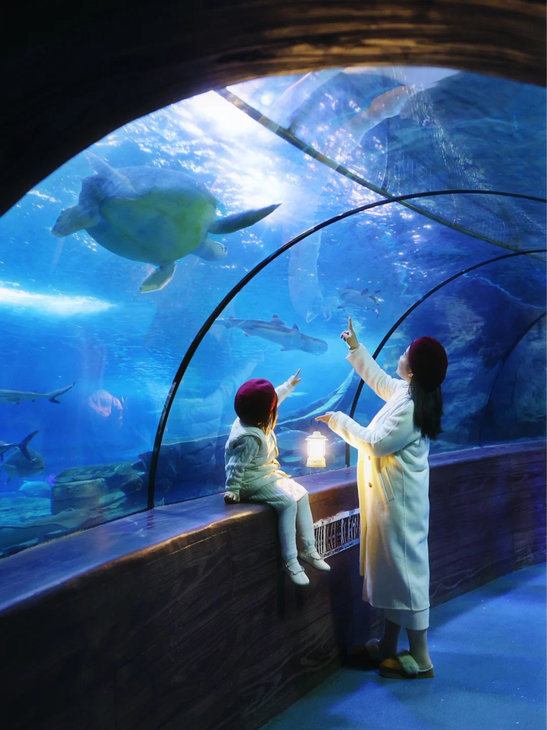 不去珠海！武汉也有属于自己的海洋乐园🐬