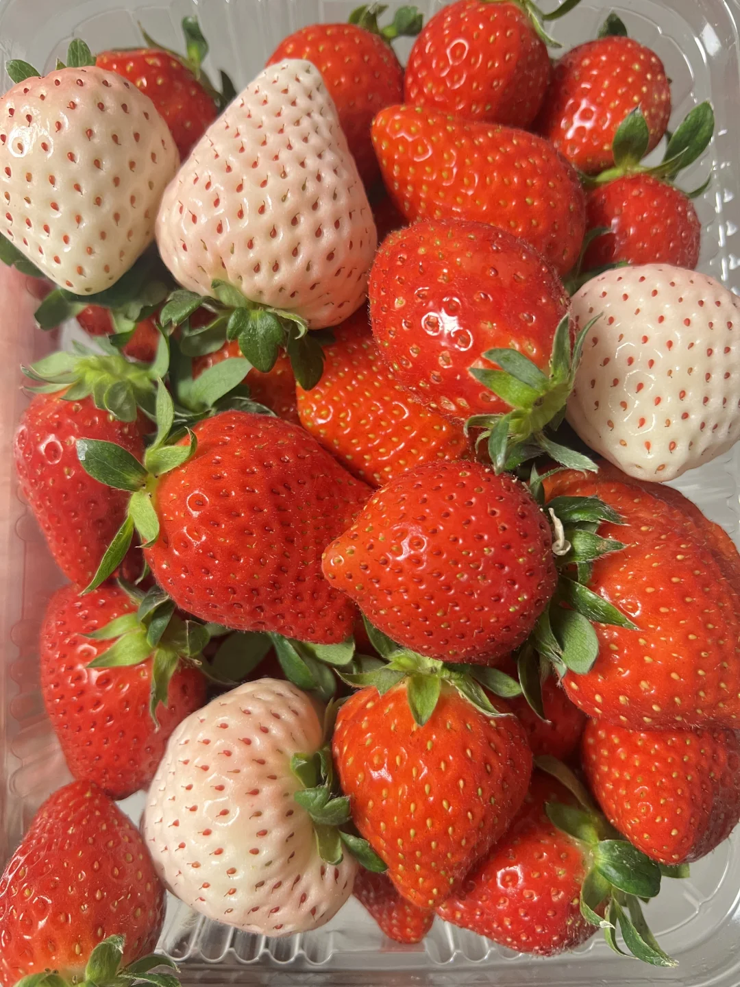东营‼️真的是我吃过最香最好吃的草莓🍓