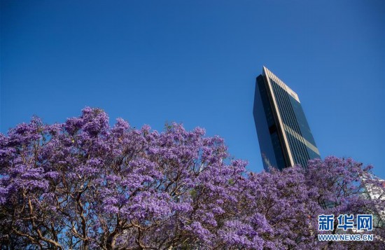 悉尼: 藍花楹盛放-圖8