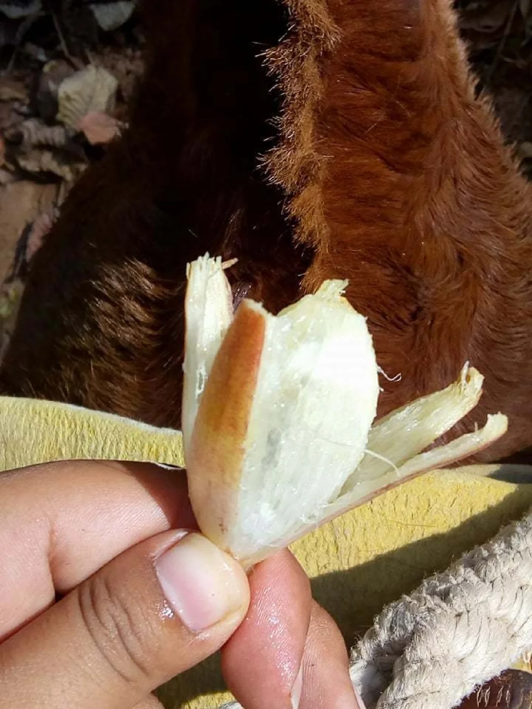 稀有可食用凤梨Bromelia karatas