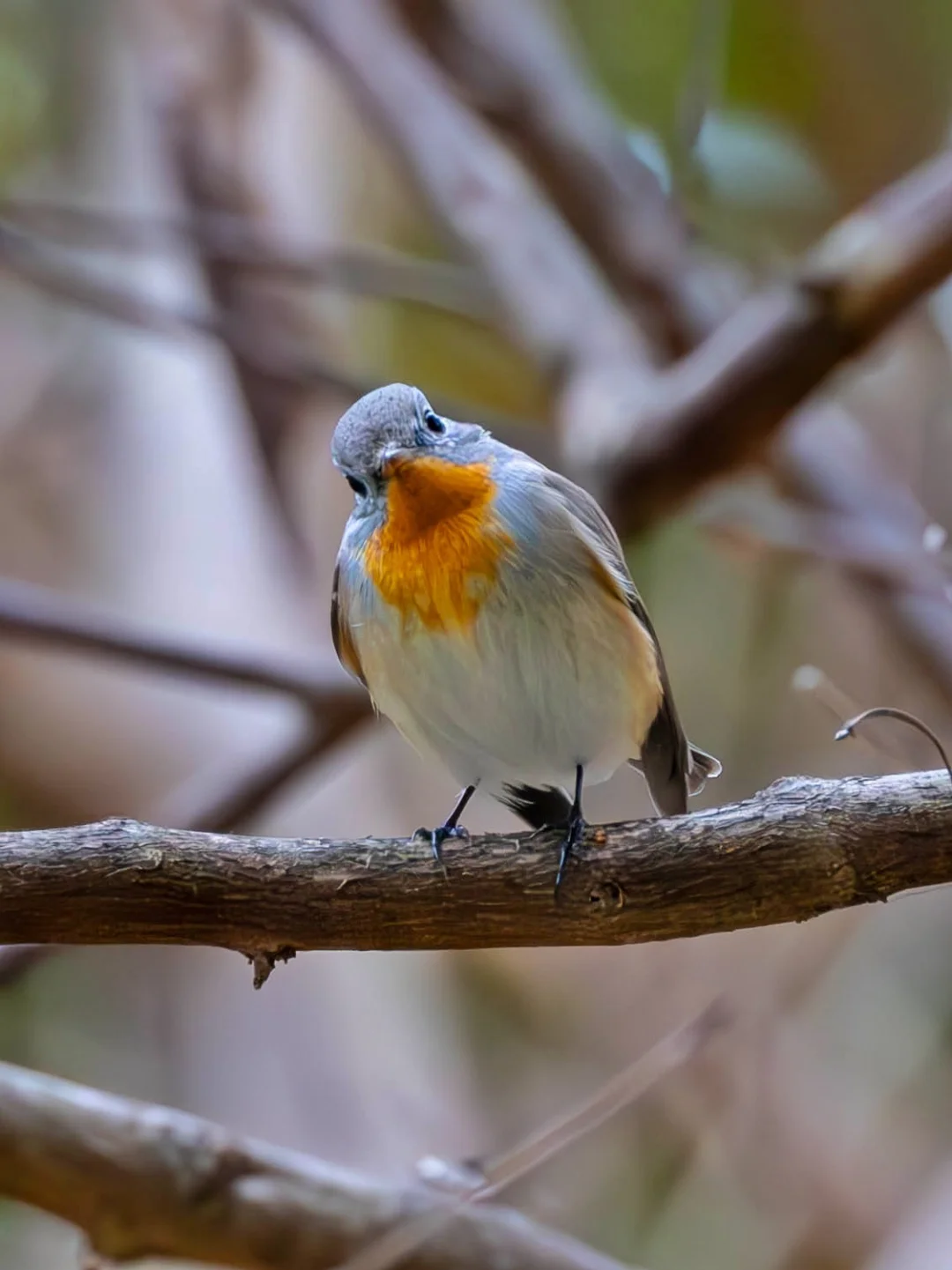 小网红的红胸姬鹟：你没事吧？