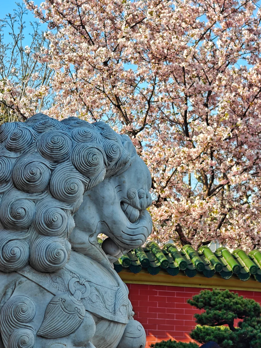 红墙绿瓦粉樱，在上海也能看到故宫春色