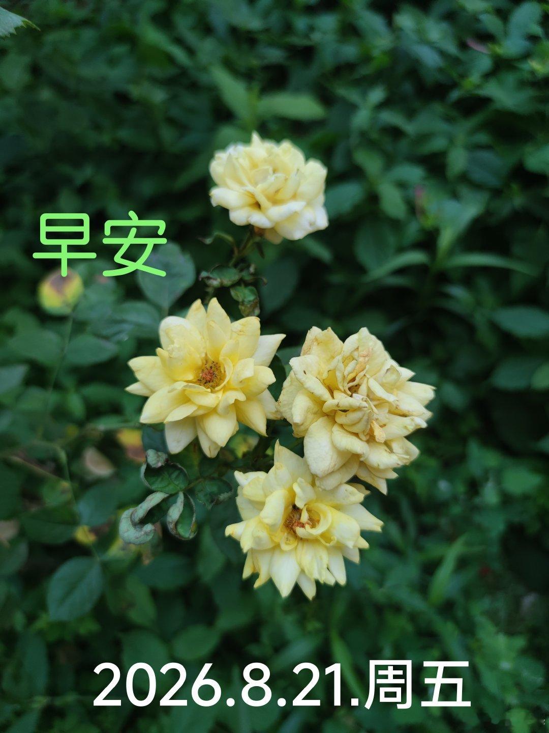 #生活手记#川普同志宣布要对伊朗采取最严励的经济制裁，要困死伊朗，没征得东方大国的同意能做到吗？！ ​