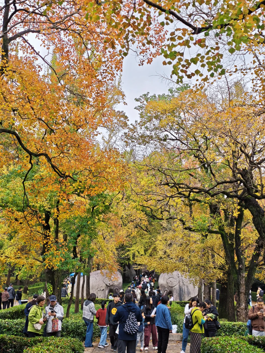 🔥明孝陵秋色已到达顶峰！附实况攻略